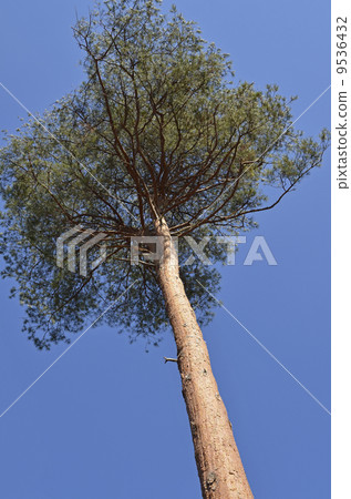 Red pine Red pine 9536432