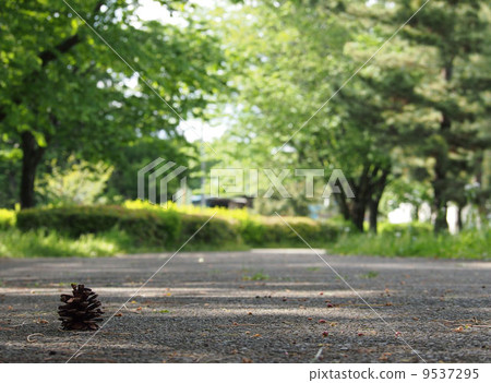Mouth bowl of the roadside 9537295