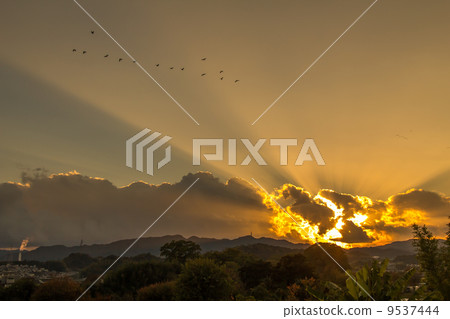 Sunset and migratory birds 9537444