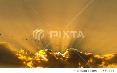 Sunset and migratory birds 9537445