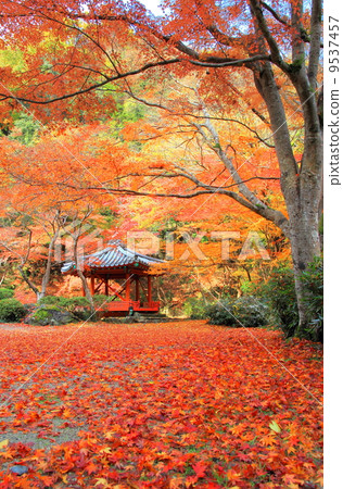 Autumn leaves and dumplings and Rokkakudo Autumn leaves and dumplings and Rokkakudo 9537457
