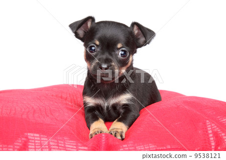 Toy terrier puppy on red pillow 9538121