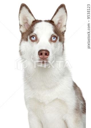Siberian husky dog portrait Siberian husky dog portrait 9538123
