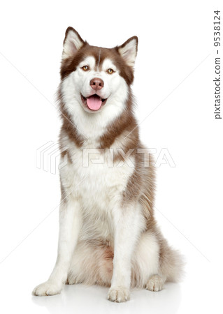 Siberian Husky studio portrait 9538124