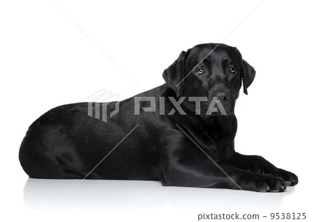 Sad Labrador retriever dog Sad Labrador retriever dog 9538125