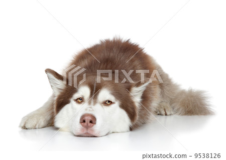 Siberian Husky dog resting Siberian Husky dog resting 9538126