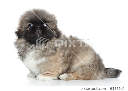 Pekingese puppy close-up portrait 9538141