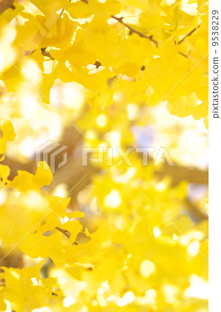 Ginkgo biloba and tree leakage day Ginkgo biloba and tree leakage day 9538229