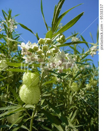 Fusenia towata 9538337