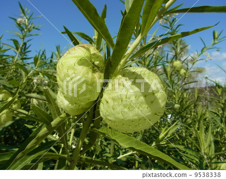 Fusenia towata 9538338