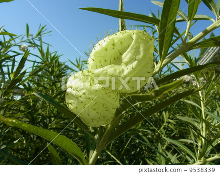 Fusenia towata Fusenia towata 9538339