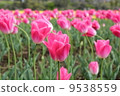 鬱金香領域 9538559