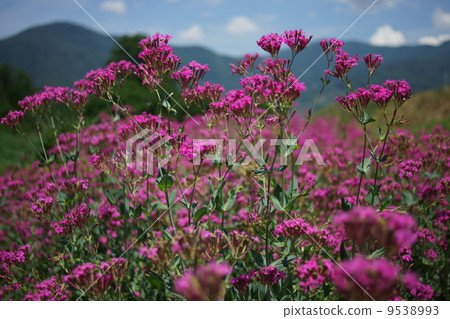 Insect trapping Nadeshiko (flies Takeshiko) Insect trapping Nadeshiko (flies Takeshiko) 9538993