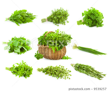 Big Set of Bunches and Basket of fresh Spice Herbs / isolated Big Set of Bunches and Basket of fresh Spice Herbs / isolated 9539257