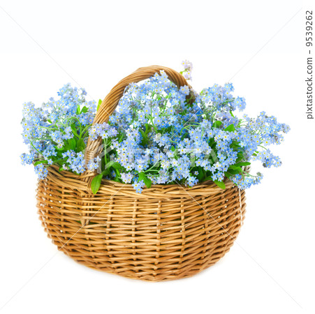 Bouquet of blue spring flowers in basket on white background 9539262