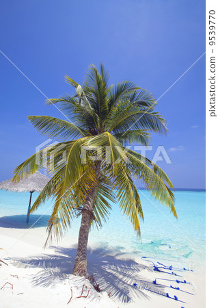 Maldives. .Palm tree bent above waters of ocean.. Maldives. .Palm tree bent above waters of ocean.. 9539770