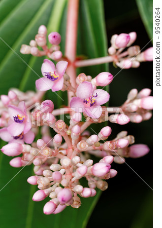 Medinira · Spikiosa 9540264