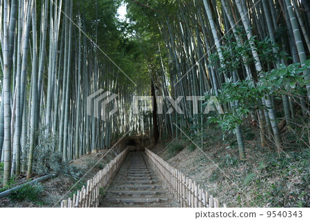  Bamboo grove 9540343