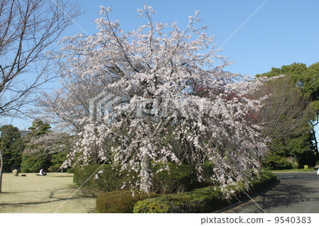 The sight of Sakura in the East Gardens of the Imperial Palace of Edo Castle 2 9540383