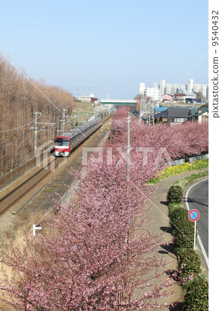 Kawazu櫻花盛開在三浦海岸和京濱急行 Kawazu櫻花盛開在三浦海岸和京濱急行 9540432