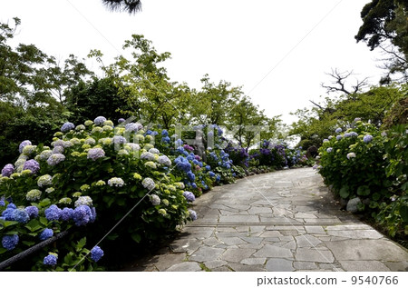 下田公園的繡球節 下田公園的繡球節 9540766