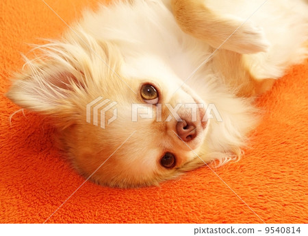 Chihuahua Chihuahua 9540814