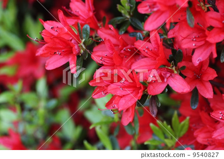 Red azalea 9540827