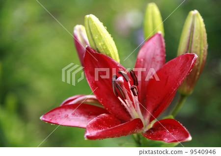 Just opening red lily in the early morning 9540946
