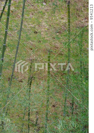  竹林 9541213