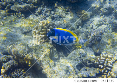 Indian ocean. .Fishes in thrickets of corals.. 9541259