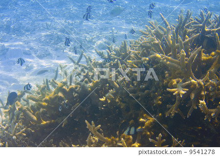 Indian ocean. .Fishes in thrickets of corals.. 9541278