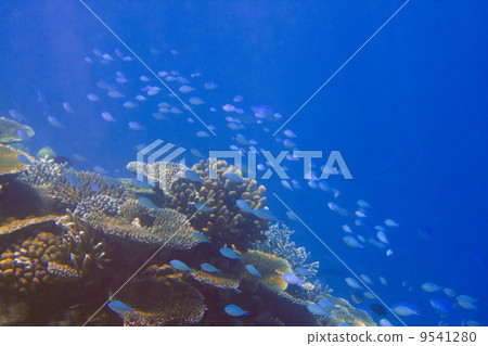 Indian ocean. .Fishes in thrickets of corals.. 9541280