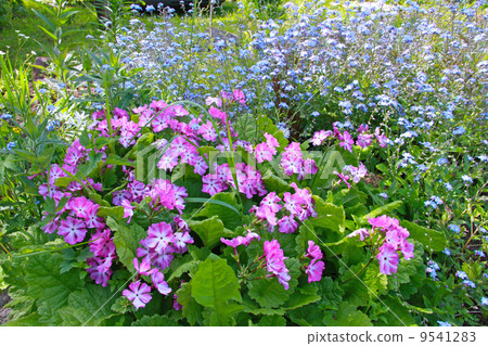 first spring flowers has blossomed first spring flowers has blossomed 9541283