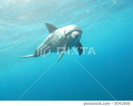 Dolphin of Mikurajima 9541669