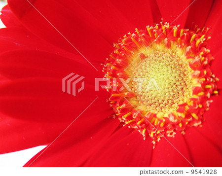 Gerbera (red) Gerbera (red) 9541928