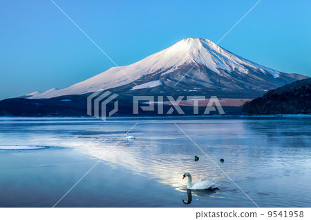 Swans and Red Mt. Fuji Swans and Red Mt. Fuji 9541958