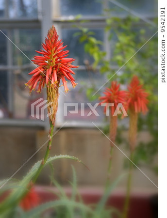 Kidachiaroe之花 9542191
