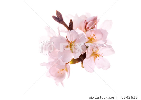 Image of cherry blossoms with only one branch [White background fly] 9542615