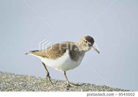 影子你的微笑 9543002