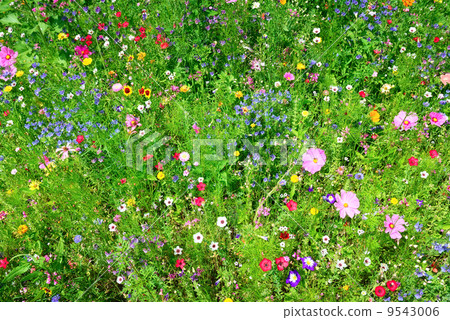 wild flowers 9543006