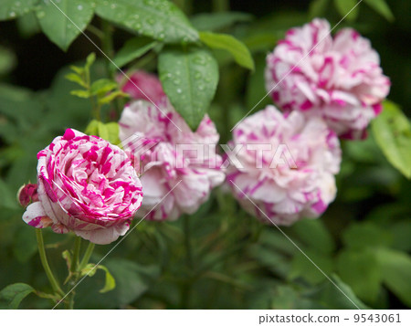 Valigata - di Bologna Valigata - di Bologna 9543061