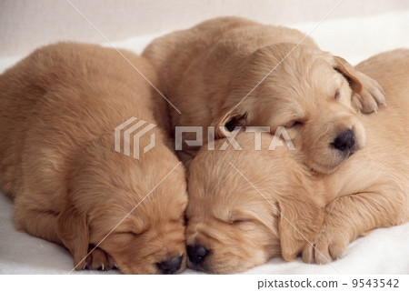 睡覺金毛獵犬小狗 睡覺金毛獵犬小狗 9543542