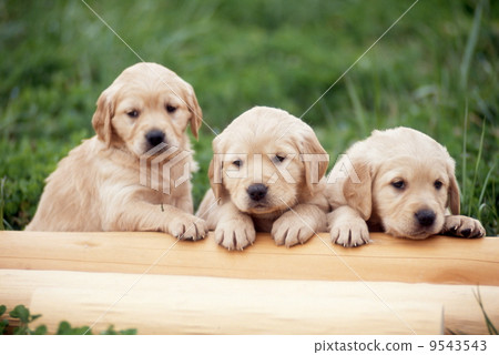 Golden retriever Golden retriever 9543543