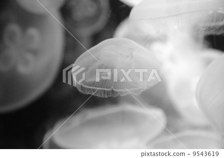 jellyfish, cnidarian, poisonous 9543619