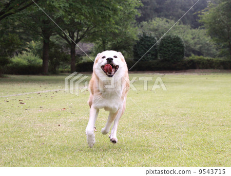 狗帶著微笑跑 狗帶著微笑跑 9543715