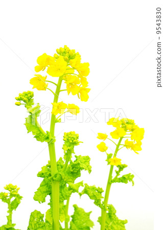 強姦開花 強姦開花 9543830