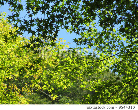 Sky and blue maple Sky and blue maple 9544310
