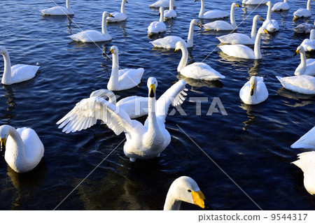 Lake Kussharo Swan Lake Kussharo Swan 9544317