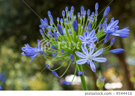 Purple flower bunch Purple flower bunch 9544418