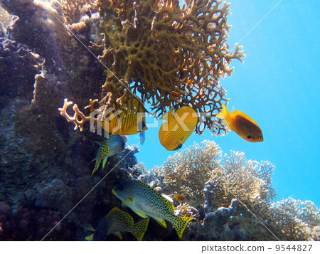 Red Sea coral reef 9544827